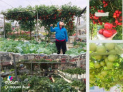 Nhà đẹp - Giữa lòng thủ đô, thanh niên làm vườn ao chuồng, thu về cả tạ cá, cà chua, su hào...đủ loại