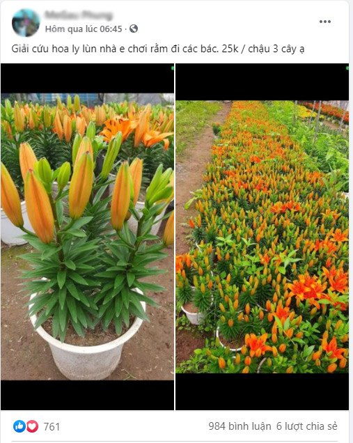 Giá hoa tươi rẻ chưa từng có, chị em lao vào “giải cứu”, có bình siêu đẹp chỉ 10.000 đồng - 7