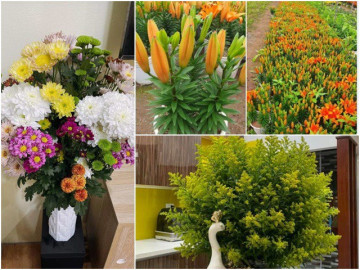 Giá hoa tươi rẻ chưa từng có, chị em lao vào “giải cứu”, có bình siêu đẹp chỉ 10.000 đồng