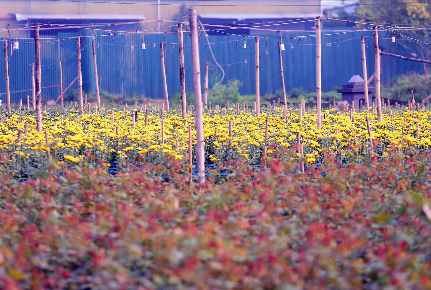 Rẻ bằng 1/3 so với trước Tết, nông dân rớt nước mắt nhìn ruộng hoa nở rộ - 1