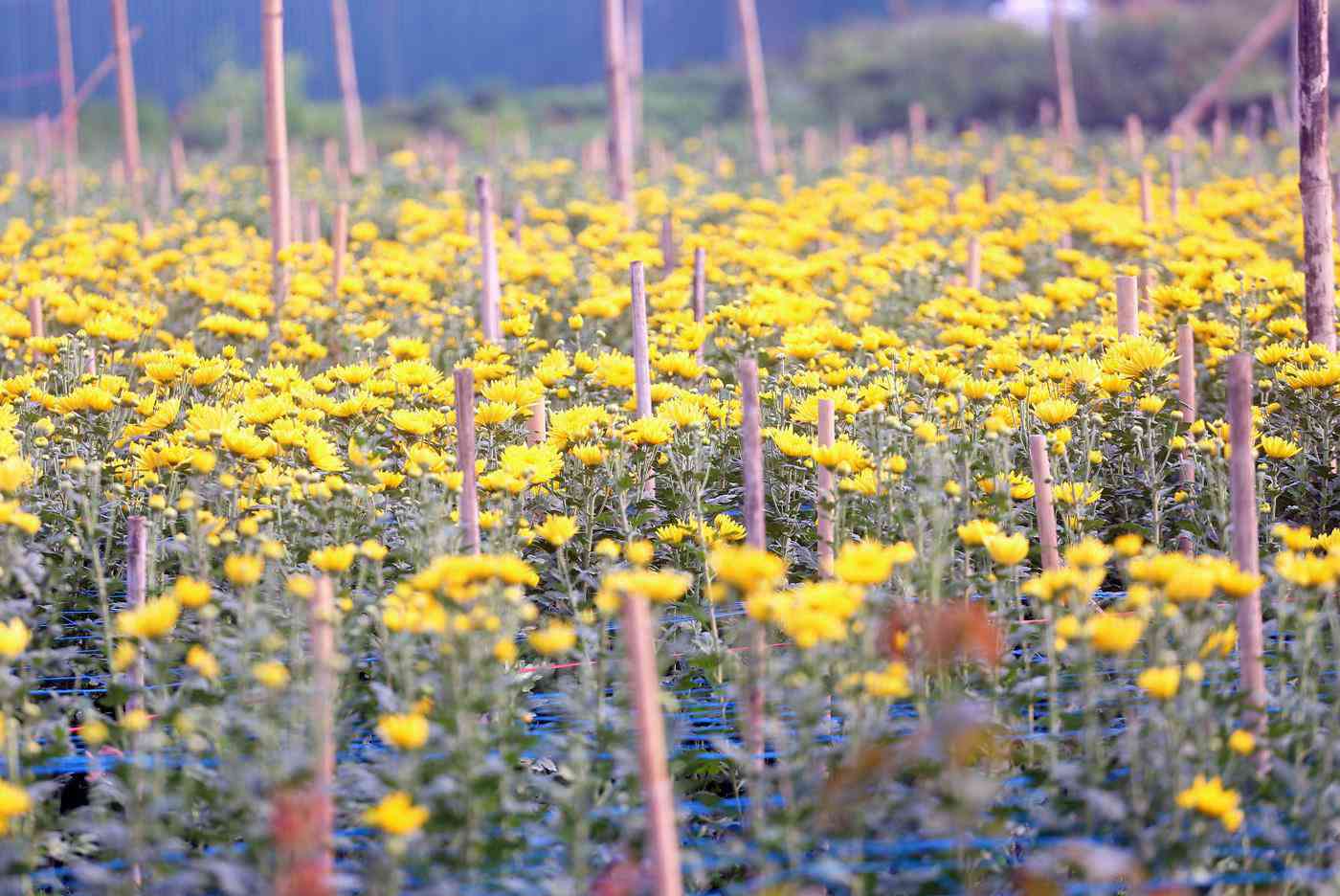 Rẻ bằng 1/3 so với trước Tết, nông dân rớt nước mắt nhìn ruộng hoa nở rộ - 2