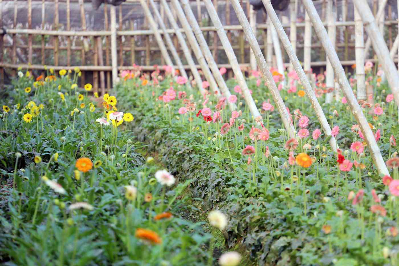 Rẻ bằng 1/3 so với trước Tết, nông dân rớt nước mắt nhìn ruộng hoa nở rộ - 3