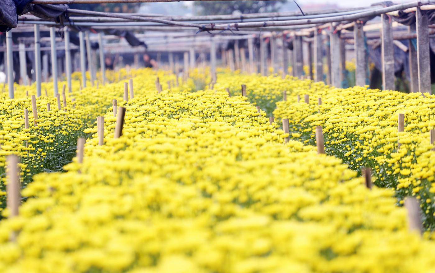 Rẻ bằng 1/3 so với trước Tết, nông dân rớt nước mắt nhìn ruộng hoa nở rộ - 5