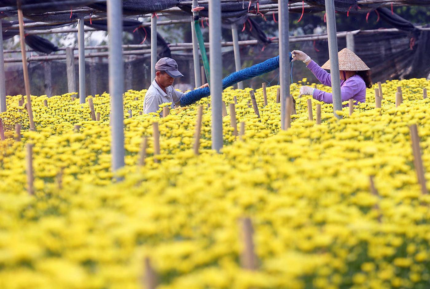 Rẻ bằng 1/3 so với trước Tết, nông dân rớt nước mắt nhìn ruộng hoa nở rộ - 4