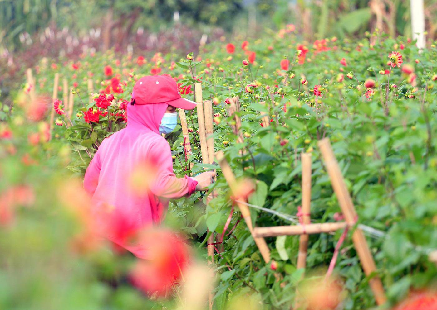 Rẻ bằng 1/3 so với trước Tết, nông dân rớt nước mắt nhìn ruộng hoa nở rộ - 6