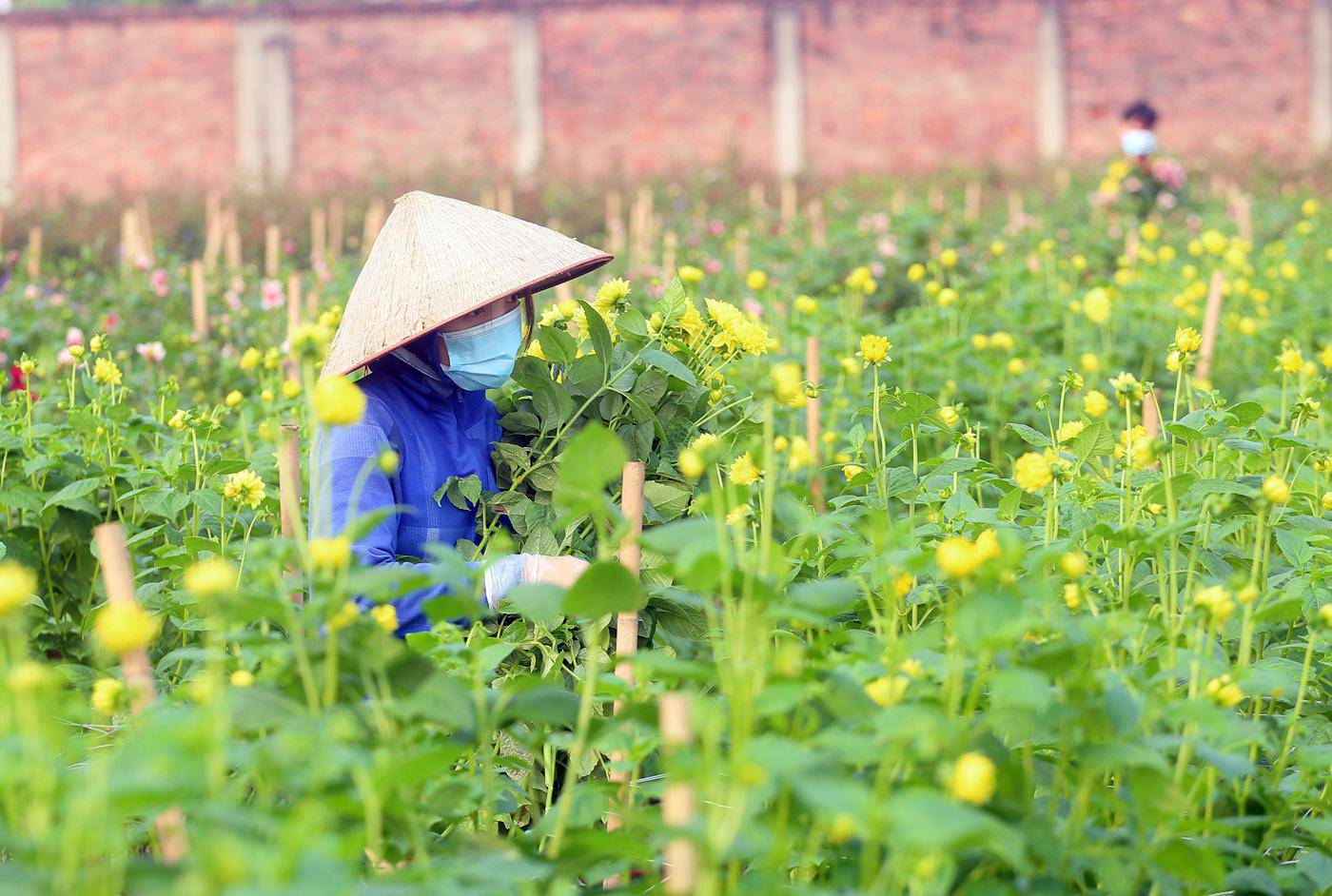 Rẻ bằng 1/3 so với trước Tết, nông dân rớt nước mắt nhìn ruộng hoa nở rộ - 7