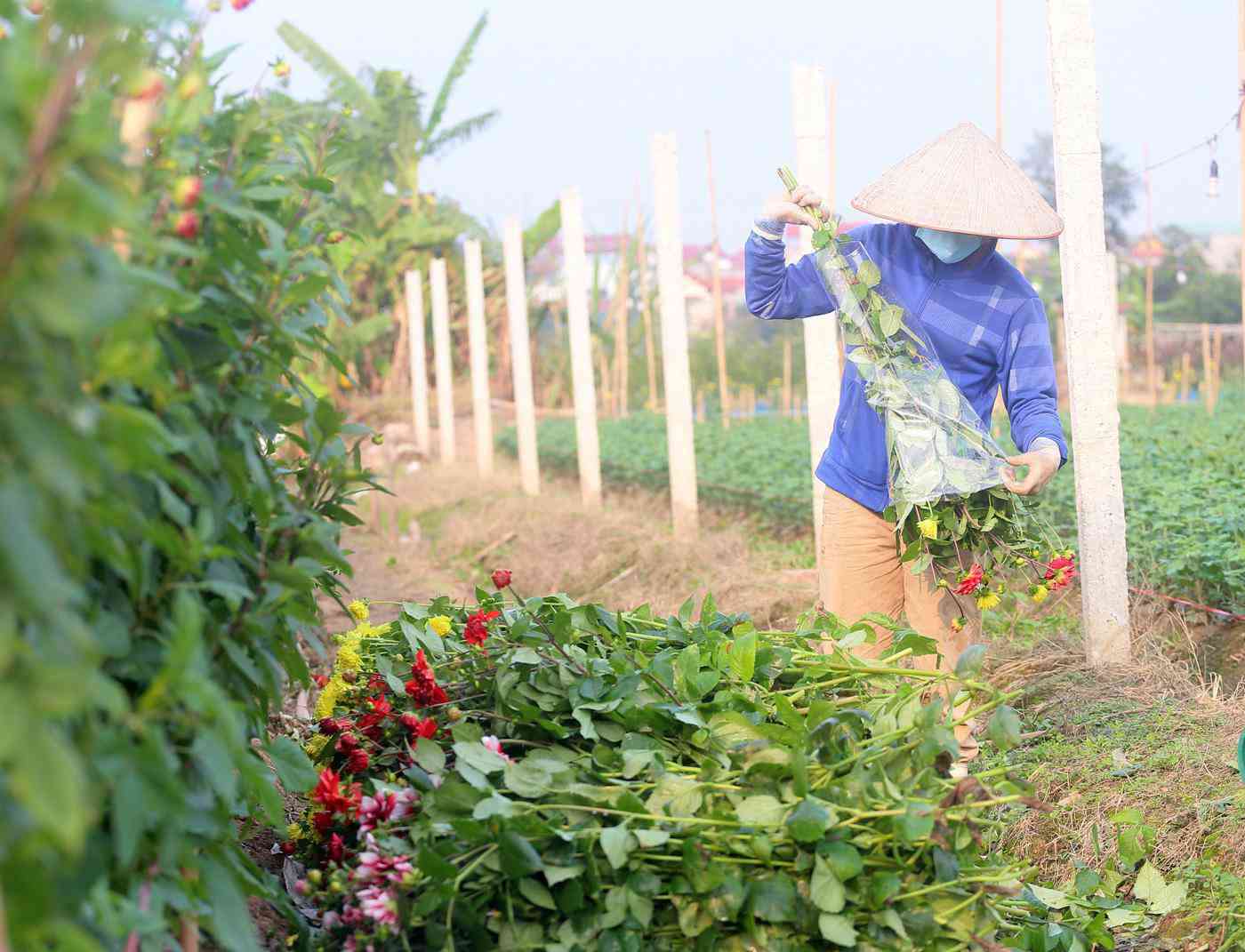 Rẻ bằng 1/3 so với trước Tết, nông dân rớt nước mắt nhìn ruộng hoa nở rộ - 9