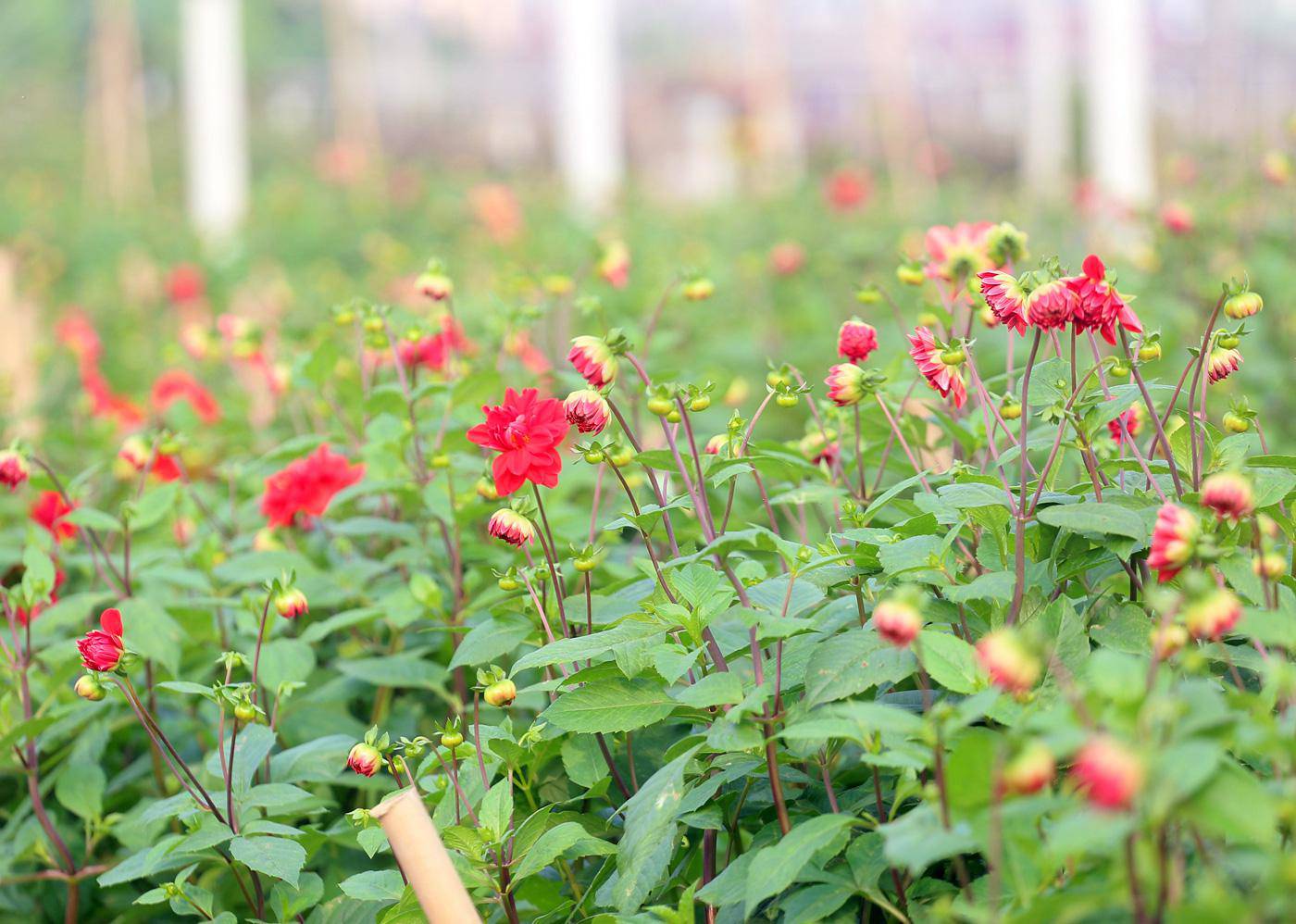 Rẻ bằng 1/3 so với trước Tết, nông dân rớt nước mắt nhìn ruộng hoa nở rộ - 8