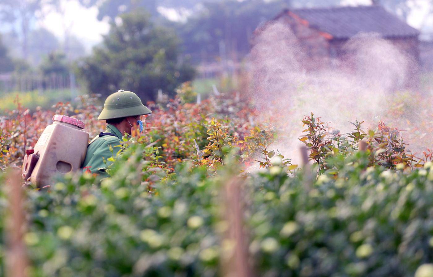 Rẻ bằng 1/3 so với trước Tết, nông dân rớt nước mắt nhìn ruộng hoa nở rộ - 10