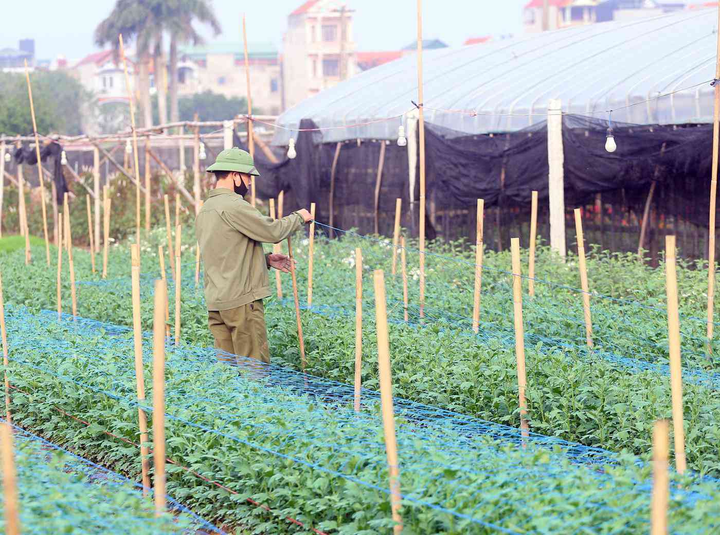 Rẻ bằng 1/3 so với trước Tết, nông dân rớt nước mắt nhìn ruộng hoa nở rộ - 12