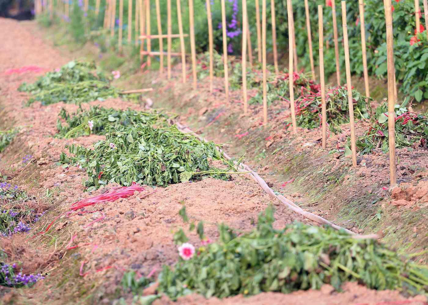 Rẻ bằng 1/3 so với trước Tết, nông dân rớt nước mắt nhìn ruộng hoa nở rộ - 13