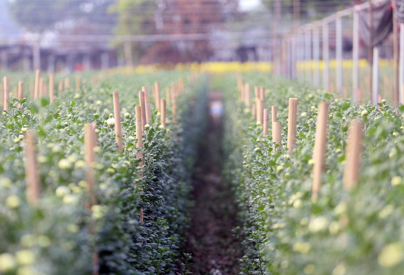 Rẻ bằng 1/3 so với trước Tết, nông dân rớt nước mắt nhìn ruộng hoa nở rộ - 11