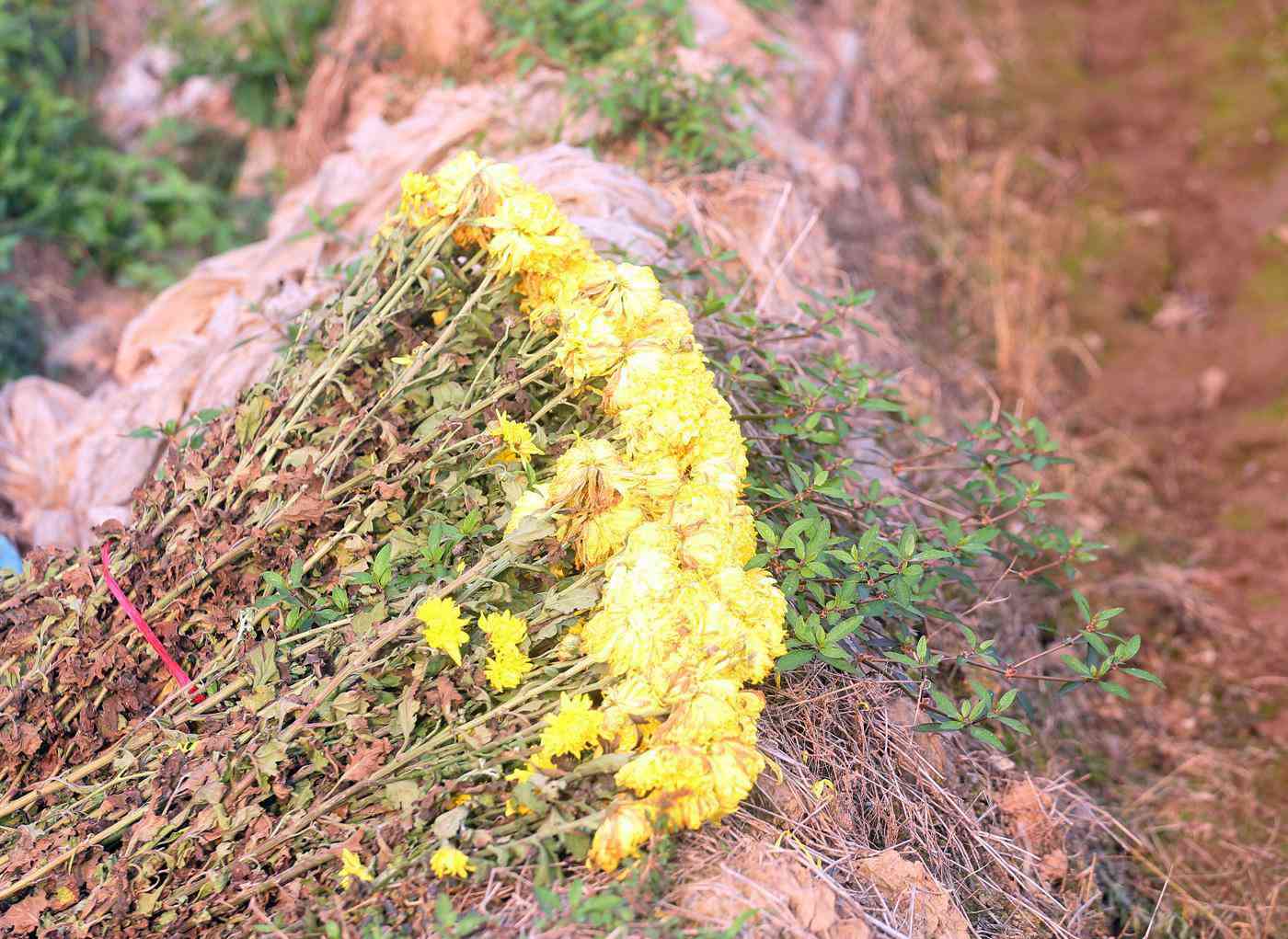 Rẻ bằng 1/3 so với trước Tết, nông dân rớt nước mắt nhìn ruộng hoa nở rộ - 14