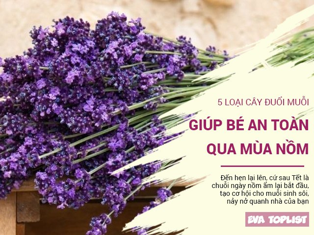 5 loại cây có khả năng đuổi muỗi hiệu quả, giúp bé an toàn suốt mùa nồm