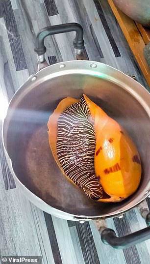 amp;#34;Trúng số độc đắcamp;#34; đầu năm khi đang ăn ốc luộc thì cắn trúng viên ngọc trai màu cam Melo giá chục tỉ - 2