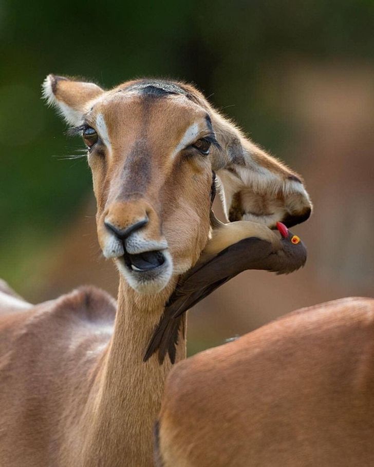 23 bức ảnh khiến người xem ngơ ngẩn rồi thốt lên: “À! Ra là thế” - 18