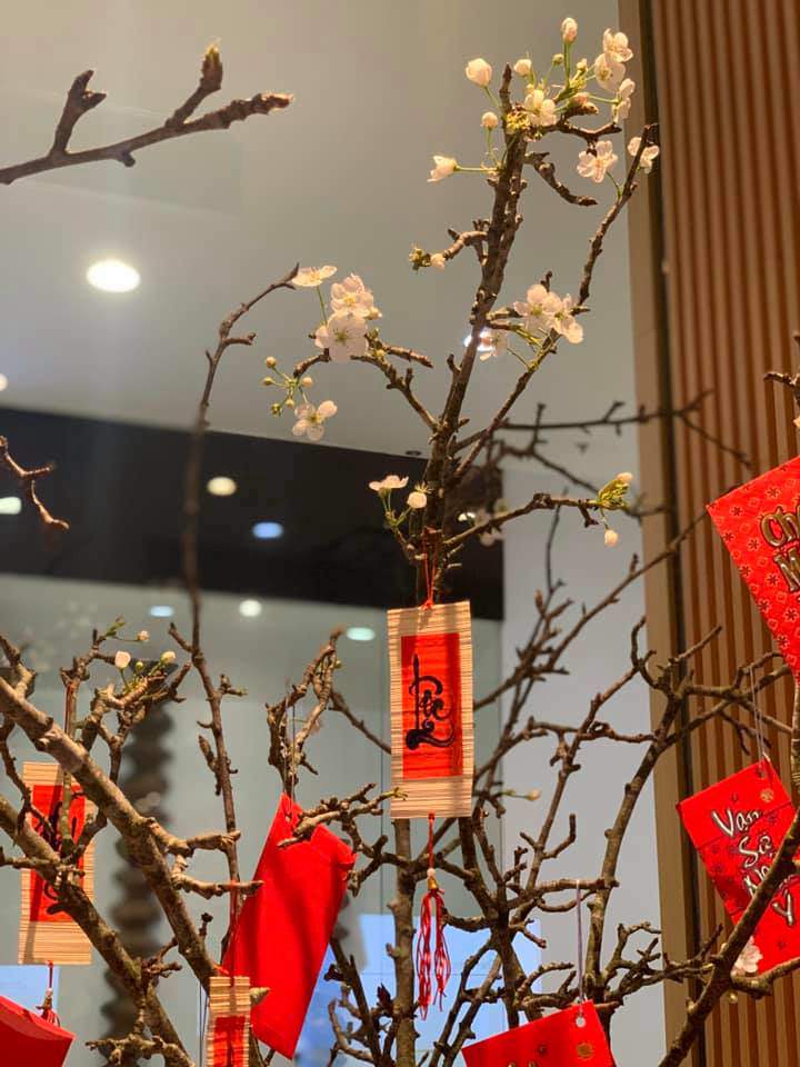 Loại hoa trắng muốt giá từ vài trăm ngàn đến cả triệu được chị em amp;#34;chi bạoamp;#34; chơi sau Tết - 5