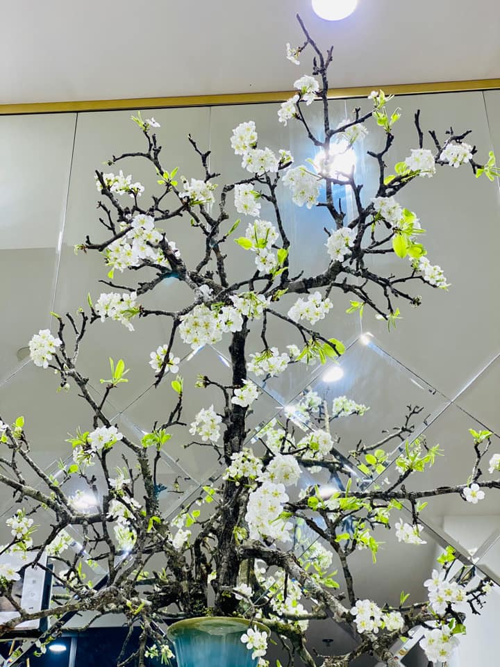 Loại hoa trắng muốt giá từ vài trăm ngàn đến cả triệu được chị em amp;#34;chi bạoamp;#34; chơi sau Tết - 1