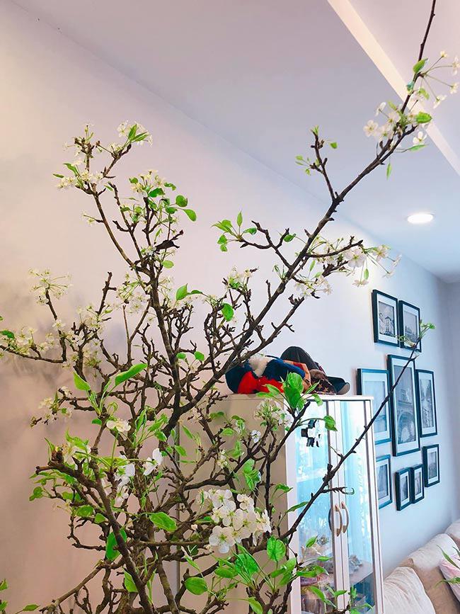 Loại hoa trắng muốt giá từ vài trăm ngàn đến cả triệu được chị em amp;#34;chi bạoamp;#34; chơi sau Tết - 2