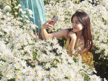                               hàng trăm du khách đổ xô đi check in vườn cúc hoạ mi 