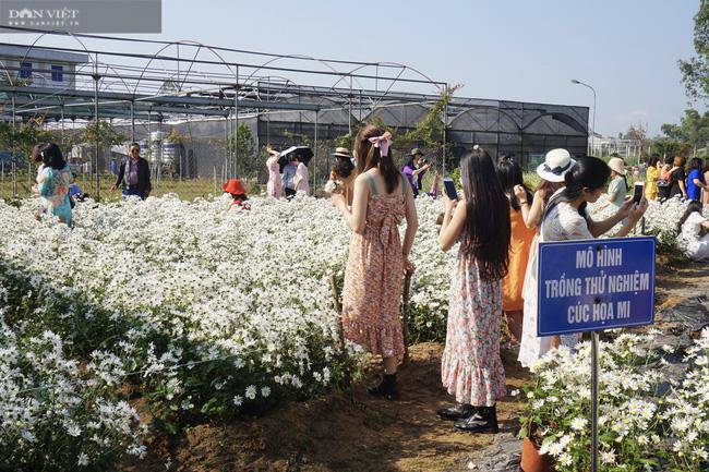 hàng trăm du khách đổ xô đi check in vườn cúc hoạ mi - 2