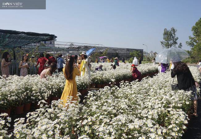 hàng trăm du khách đổ xô đi check in vườn cúc hoạ mi - 3