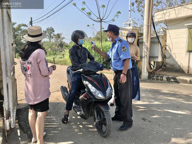 hàng trăm du khách đổ xô đi check in vườn cúc hoạ mi - 1