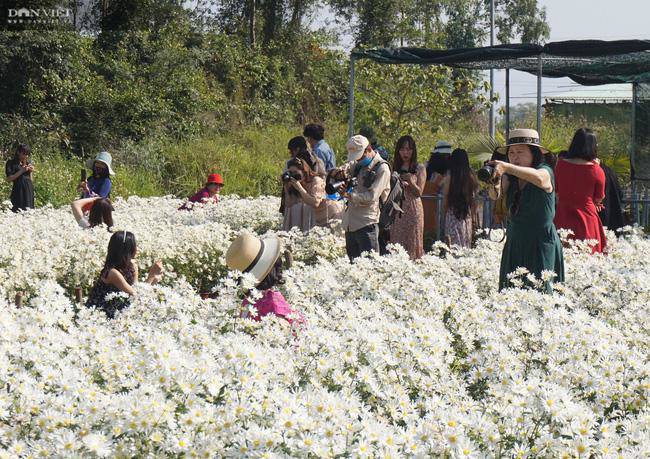 hàng trăm du khách đổ xô đi check in vườn cúc hoạ mi - 5