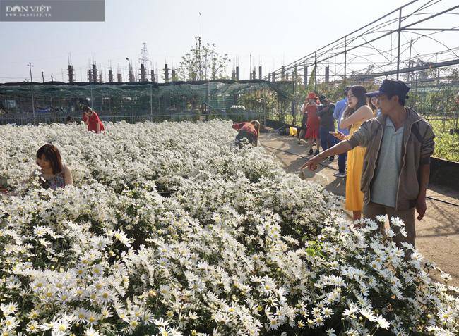 hàng trăm du khách đổ xô đi check in vườn cúc hoạ mi - 9