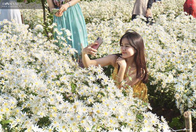 hàng trăm du khách đổ xô đi check in vườn cúc hoạ mi - 10