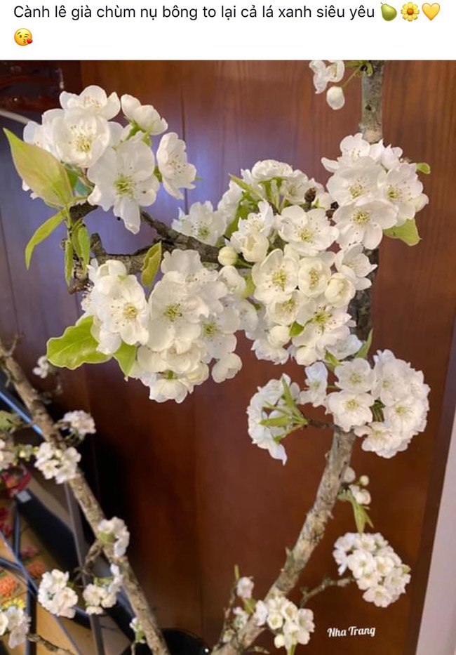 Loại hoa trắng muốt giá từ vài trăm ngàn đến cả triệu được chị em amp;#34;chi bạoamp;#34; chơi sau Tết - 6