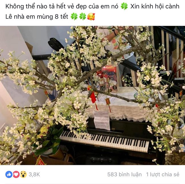 Loại hoa trắng muốt giá từ vài trăm ngàn đến cả triệu được chị em amp;#34;chi bạoamp;#34; chơi sau Tết - 7