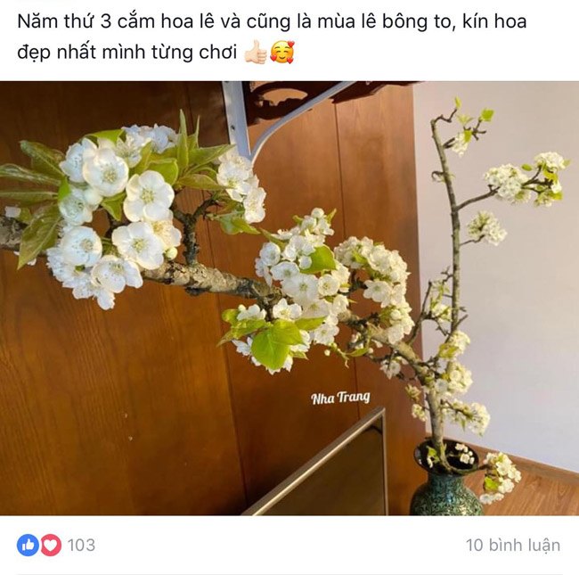 Loại hoa trắng muốt giá từ vài trăm ngàn đến cả triệu được chị em amp;#34;chi bạoamp;#34; chơi sau Tết - 8