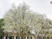 Xem ăn chơi - Ngắm hoa sưa trắng cả góc phố Hà Nội