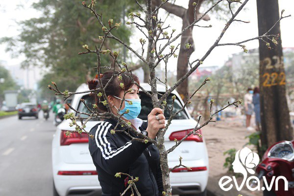 Dân Hà Nội đánh xế hộp, bỏ tiền triệu amp;#34;rướcamp;#34; hoa lê về chơi Rằm tháng Giêng - 12