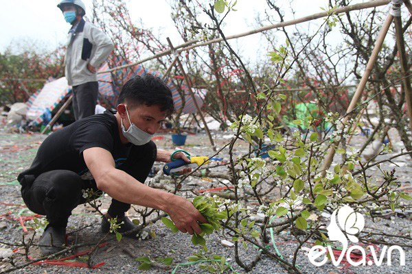 Dân Hà Nội đánh xế hộp, bỏ tiền triệu amp;#34;rướcamp;#34; hoa lê về chơi Rằm tháng Giêng - 16