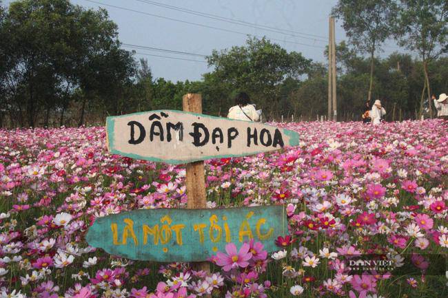 Giới trẻ rủ nhau check-in tại đồng hoa cánh bướm có một không hai ở Hà Tĩnh - 7