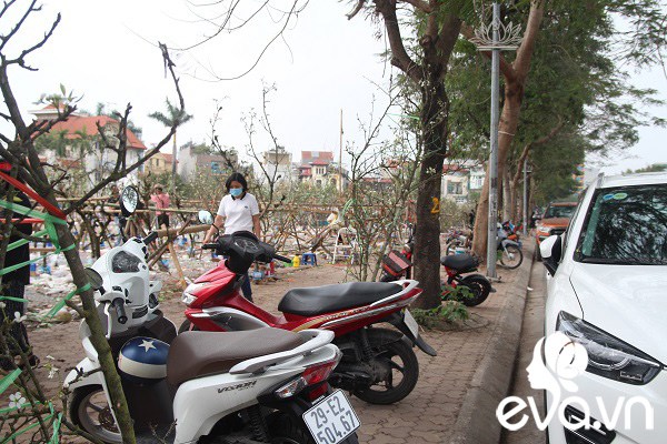 Dân Hà Nội đánh xế hộp, bỏ tiền triệu amp;#34;rướcamp;#34; hoa lê về chơi Rằm tháng Giêng - 1