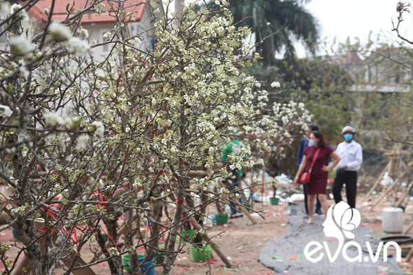 Dân Hà Nội đánh xế hộp, bỏ tiền triệu amp;#34;rướcamp;#34; hoa lê về chơi Rằm tháng Giêng - 4