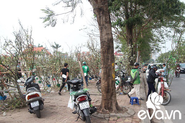 Dân Hà Nội đánh xế hộp, bỏ tiền triệu amp;#34;rướcamp;#34; hoa lê về chơi Rằm tháng Giêng - 5