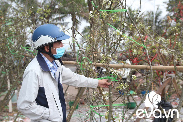 Dân Hà Nội đánh xế hộp, bỏ tiền triệu amp;#34;rướcamp;#34; hoa lê về chơi Rằm tháng Giêng - 6