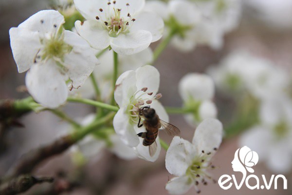 Dân Hà Nội đánh xế hộp, bỏ tiền triệu amp;#34;rướcamp;#34; hoa lê về chơi Rằm tháng Giêng - 7