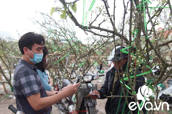 Dân Hà Nội đánh xế hộp, bỏ tiền triệu amp;#34;rướcamp;#34; hoa lê về chơi Rằm tháng Giêng - 8