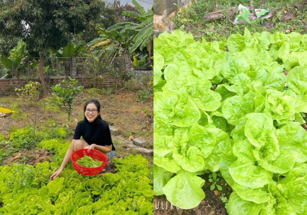Nhà Hoa hậu Đỗ Thị Hà có vườn rau, cây trái sum suê và khu trồng lan rực rỡ - 3