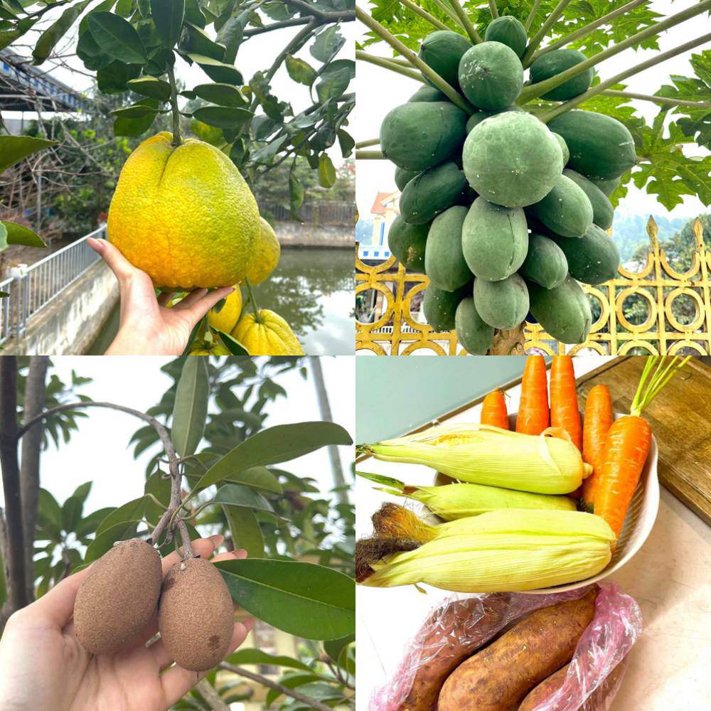 Nhà Hoa hậu Đỗ Thị Hà có vườn rau, cây trái sum suê và khu trồng lan rực rỡ - 4