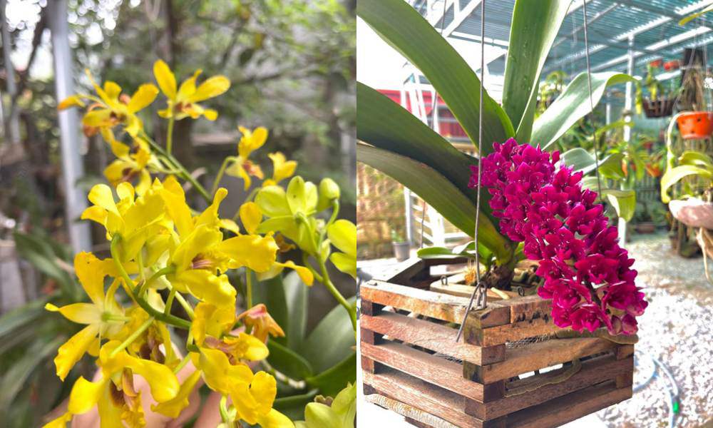 Nhà Hoa hậu Đỗ Thị Hà có vườn rau, cây trái sum suê và khu trồng lan rực rỡ - 9