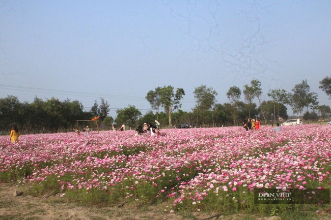 Giới trẻ rủ nhau check-in tại đồng hoa cánh bướm có một không hai ở Hà Tĩnh - 1