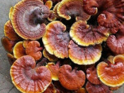 Sức khỏe - Công dụng nấm lim xanh là gì? Sử dụng nấm lim xanh như thế nào?