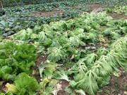 Tiêu dùng - Nông dân Hà Nội trắng tay vì rau, củ bán giá 1.000 đồng không ai mua