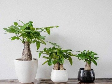 Người mệnh Kim nên trồng những cây phong thủy nào để chiêu tiền tài